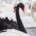 1 million swans at risk of being completely eradicated due to this reason 125600