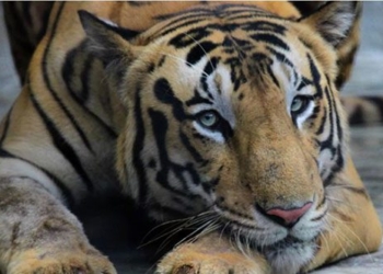 10 species on earth that will disappear by the end of the 21st century 124790