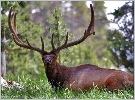 Red Deer - Cervus elaphus