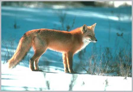 Red Fox - Vulpes vulpes