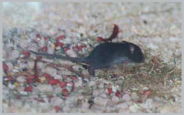 Black Rat - Rattus rattus