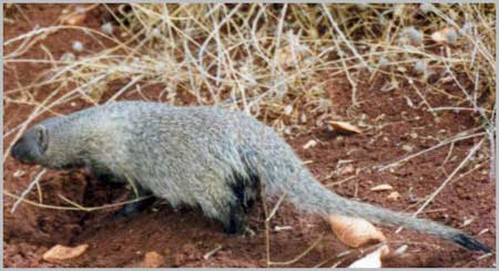 Indian Mongoose - Herpestes javanicus