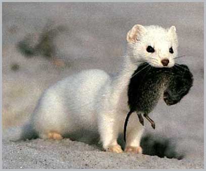 Ermine - Mustela erminea