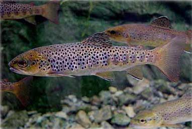 Brown Trout - Salmo trutta
