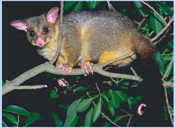 Brush-tailed Possum - Trichosurus vulpecula
