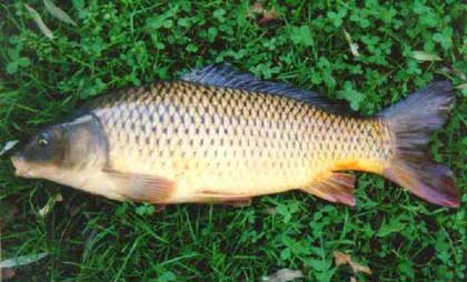 Common Carp - Cyprinus carpio