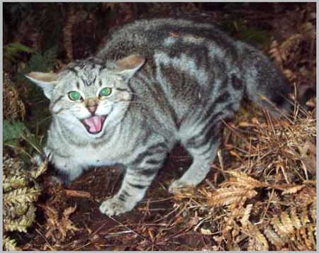 Felis catus