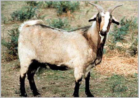 Domestic Goat - Capra hircus