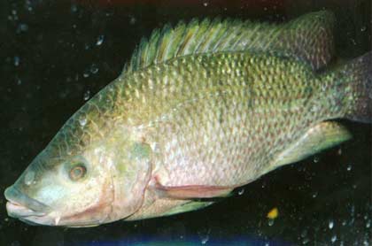 Mozambique Tilapia