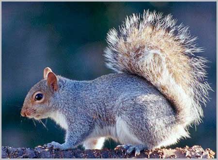 Eastern Gray Squirrel - Sciurus carolinensis
