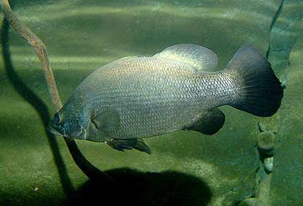 Nile Perch - Lates niloticus