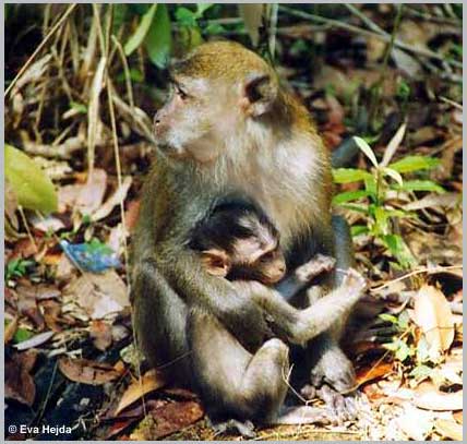 Macaca fascicularis