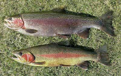 Rainbow Trout - Oncorhynchus mykiss