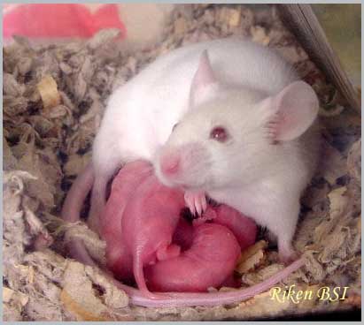 House Mouse - Mus musculus