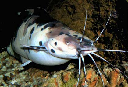 Walking Catfish - Clarias batrachus