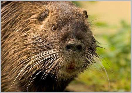 Nutria - Myocastor coypus