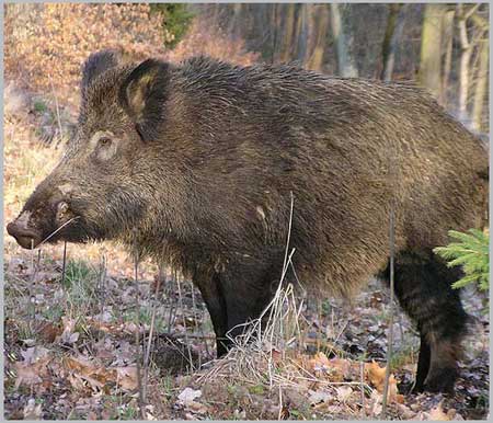 Wild Boar - Sus scrofa