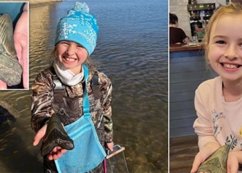 9 year old girl finds the teeth of the monster megalodon 125369