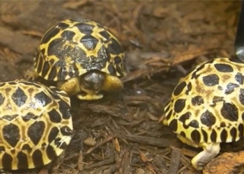 90 year old tortoise becomes a dad for the first time