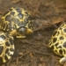 90 year old tortoise becomes a dad for the first time