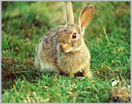 European Rabbit - Oryctolagus cuniculus