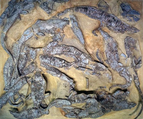 Remarkably preserved fossil cluster of Aetosaurus ferratus in Kaltental