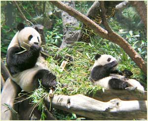 Giant Panda Ailuropoda melanoleuca