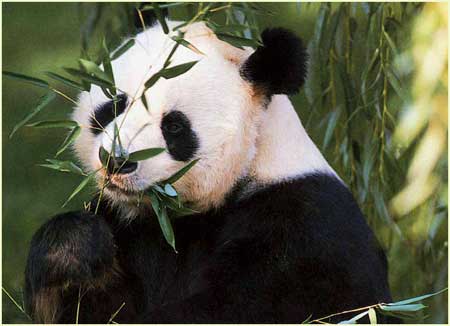 Giant Panda Ailuropoda melanoleuca