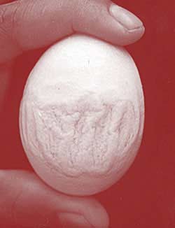 Chicken Laying Egg with "Allah" Carving (Image: geocities.com)