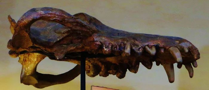Andrewsarchus lived at a time when mammals were beginning to achieve gigantic sizes