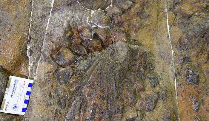Ankylosaurs may have used their tail clubs as weapons.
