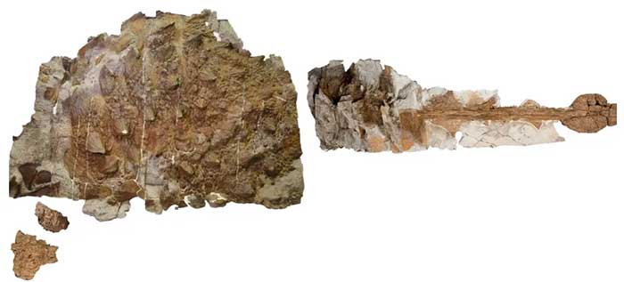 Ankylosaur 2