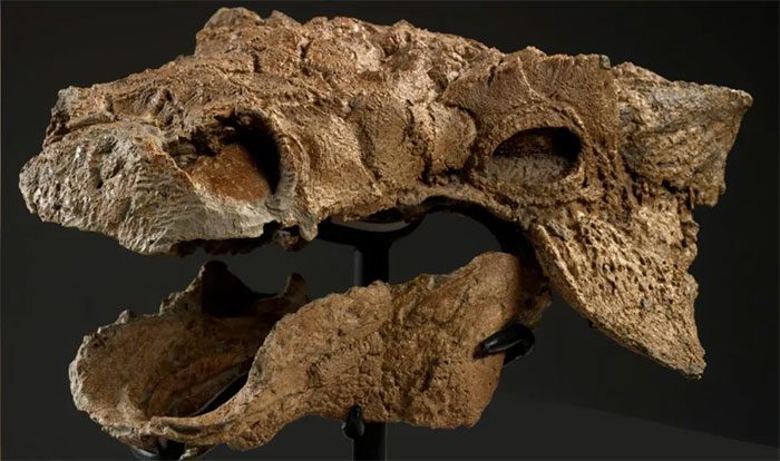 Skull fossil of Ankylosaurus.