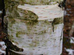 Birch tree bark