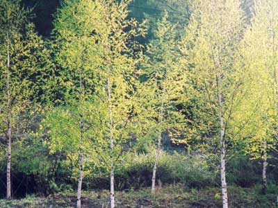 Birch tree (Betula platyphylla)