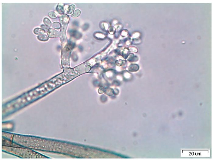 Botrytis cinerea can spread through the air and infect various plants.