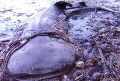 Large fish caught near Con Dao