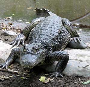 American Alligator