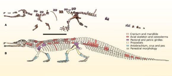 Bone fragments of one of the 21 specimens excavated and a reconstruction image of the skeleton