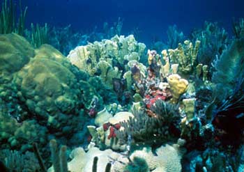 Coral Reefs1