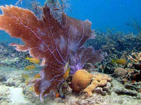 Coral Reefs2