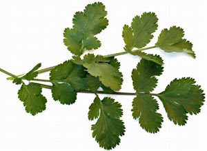 Coriander