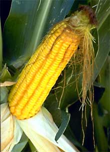 Male corn flowers at the top and female flowers in the middle of the stalk