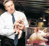 David Ayares with a million-dollar pig (large image) and the genetically modified pig herd