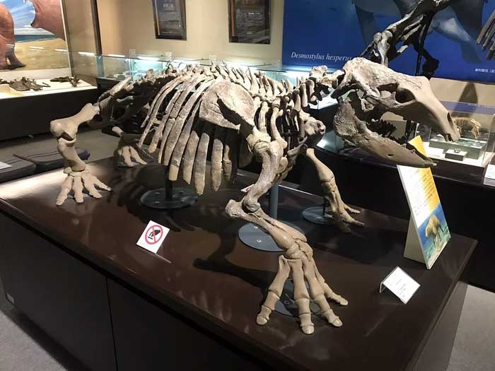 Desmostylus existed as a marine animal