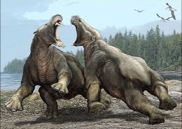 Desmostylus - a prehistoric hippopotamus with razor-sharp canine teeth.