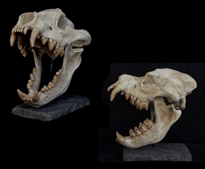 The skull of this species is quite large.