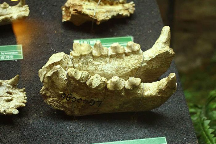 Fossils of this species have been found in various regions of Asia and Africa.