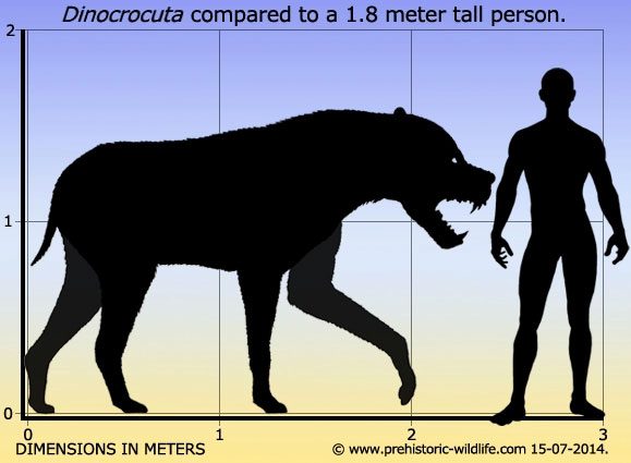 Comparison of Dinocrocuta size with humans