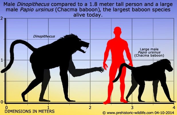 Dinopithecus is a very large extinct primate closely related to baboons